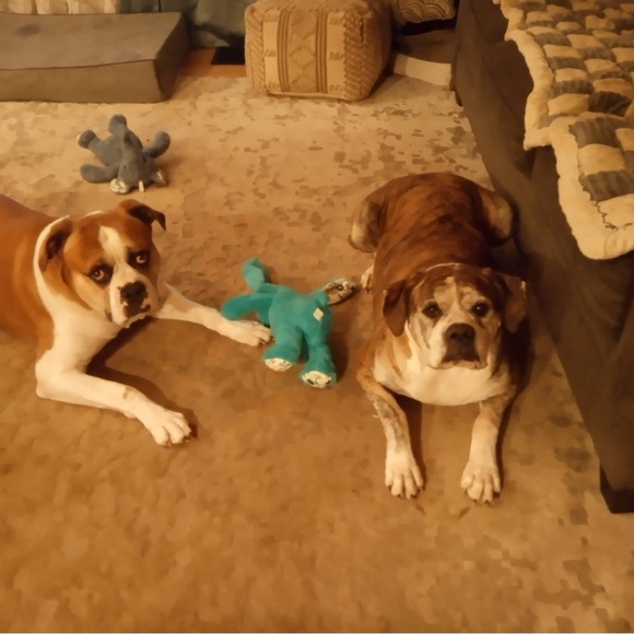 Ally is Live 🚫Do Not Buy This Listing 🚫 Follow this flyer for notification. 💕🍀🐾 - Picture 2 of 13